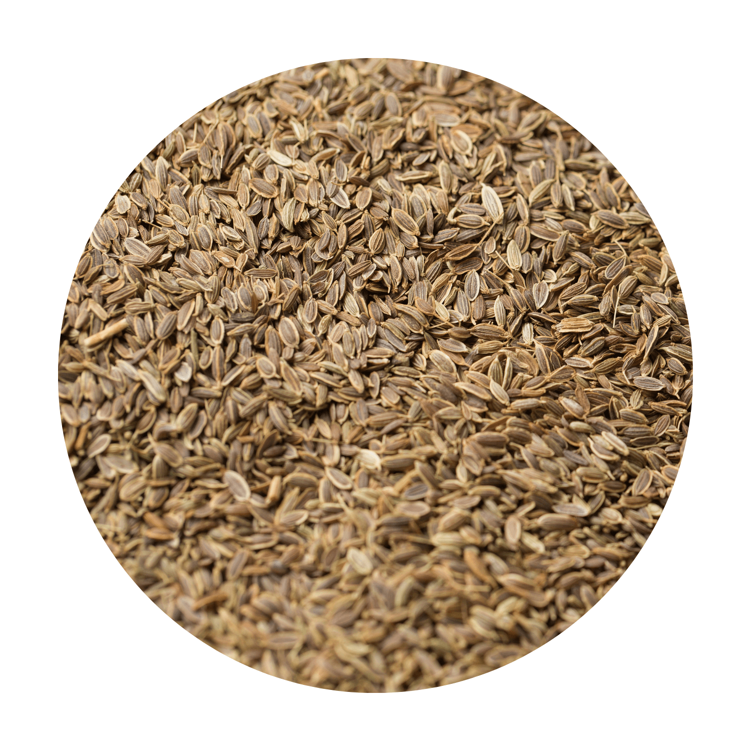 Sonnentor Fänkål Hel EKO 1kg